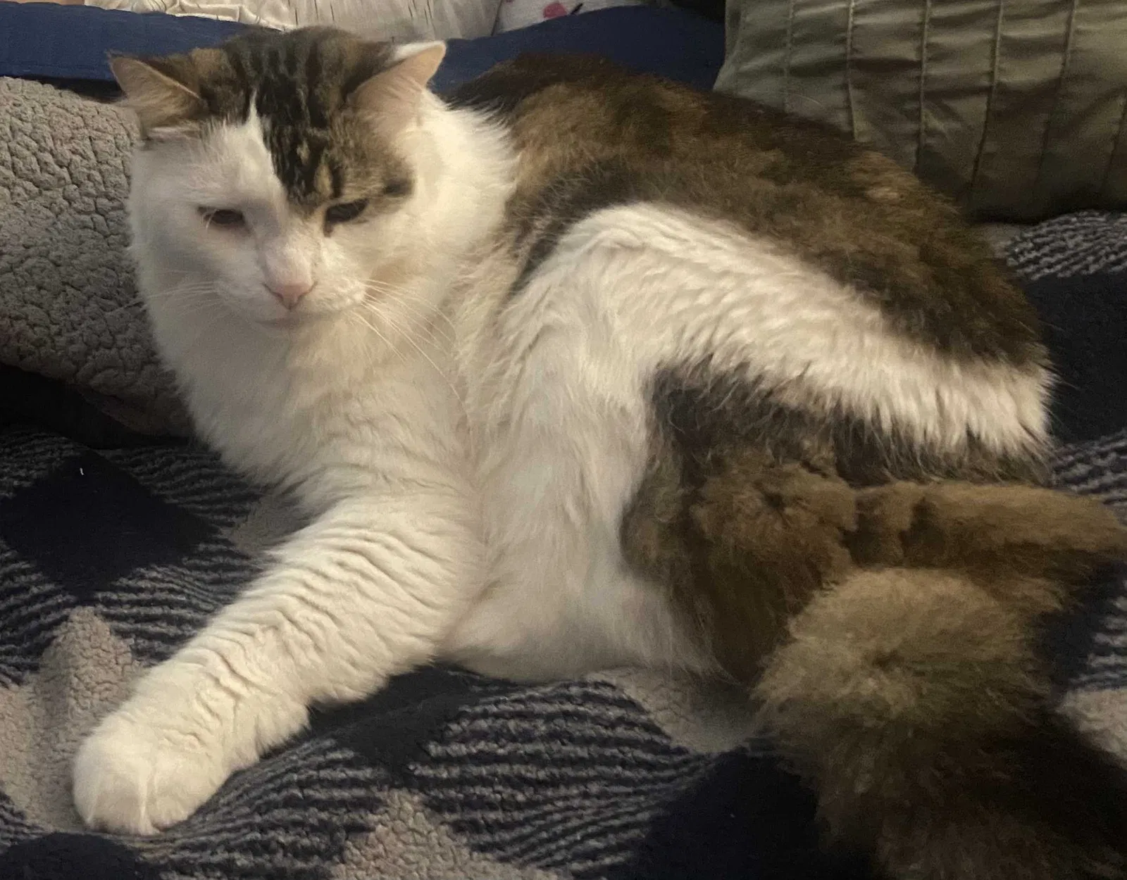 Lost cat in Gonzales, LA, 70737