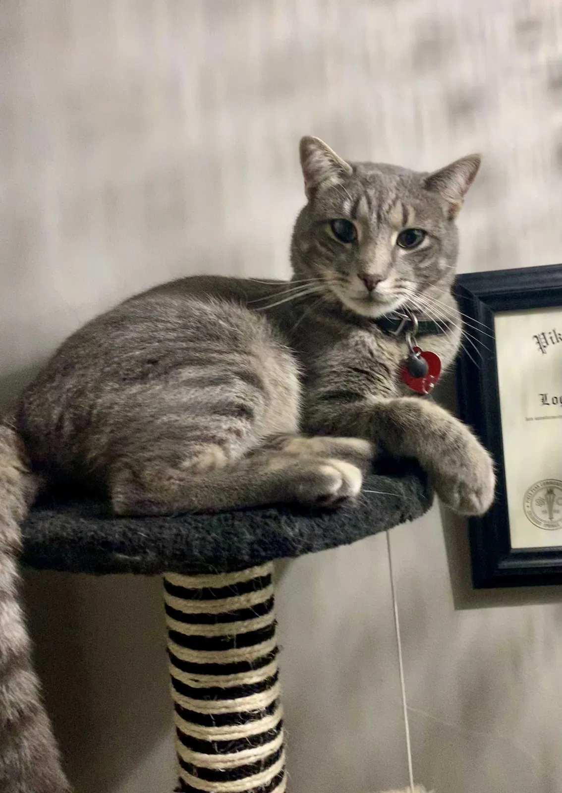 Lost cat in Montgomery, TX, 77316