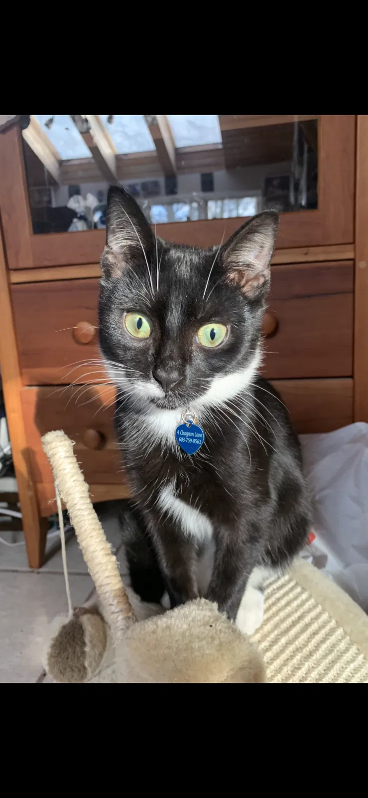 Lost cat in Pelham, NH, 3076
