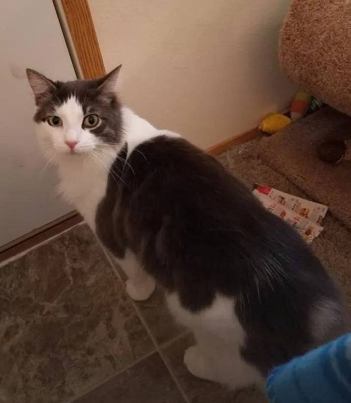 Lost cat in Salem, OR, 97305