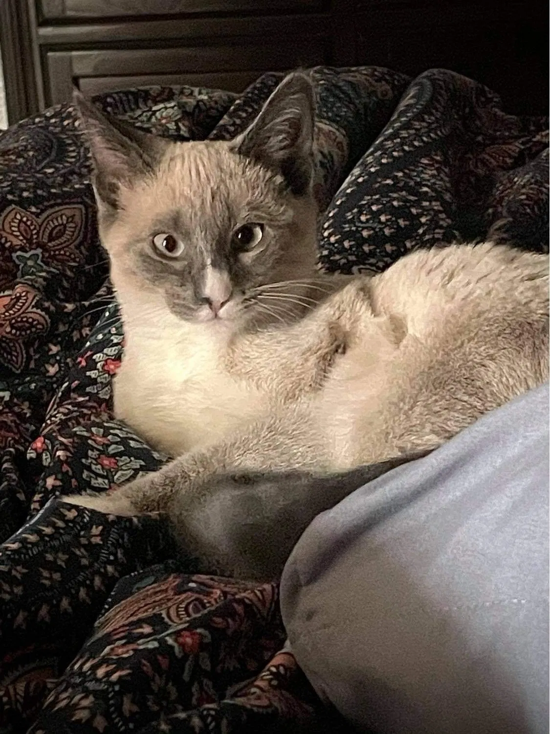 Lost cat in El Paso, TX, 79938