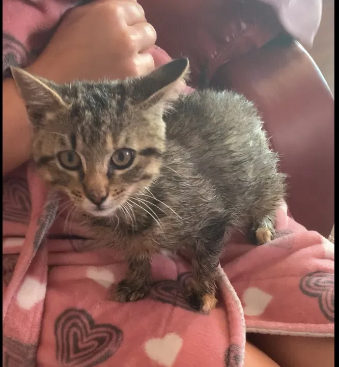 Lost cat in Robstown, TX, 78380