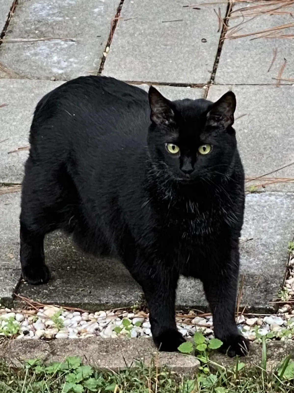 Lost cat in Suffolk, VA, 23434