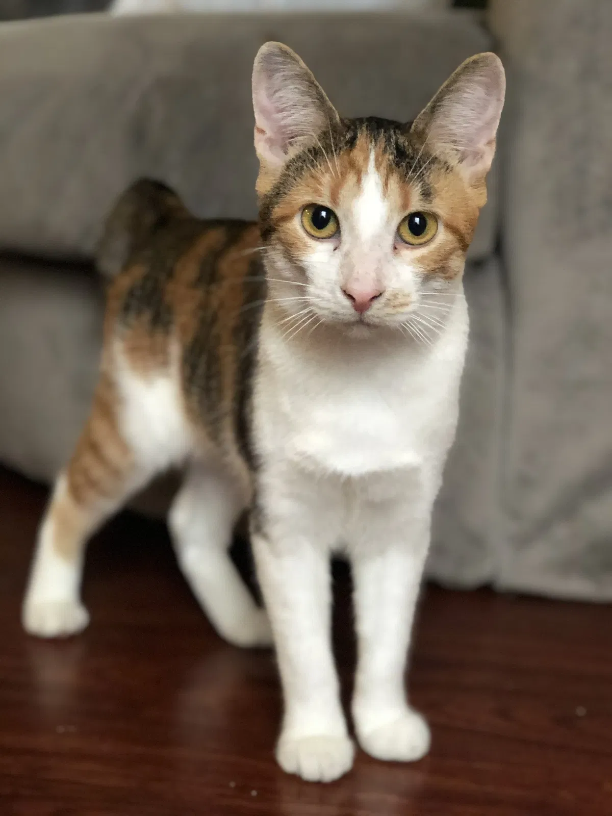 Lost cat in Brighton, MI, 48114