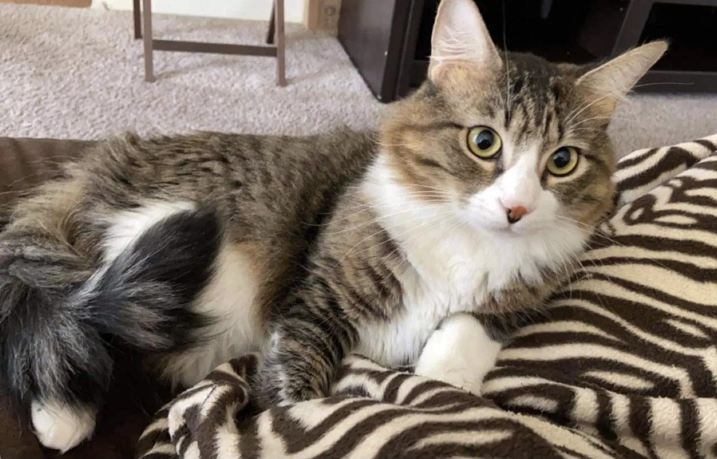 Lost cat in El Paso, TX, 79912