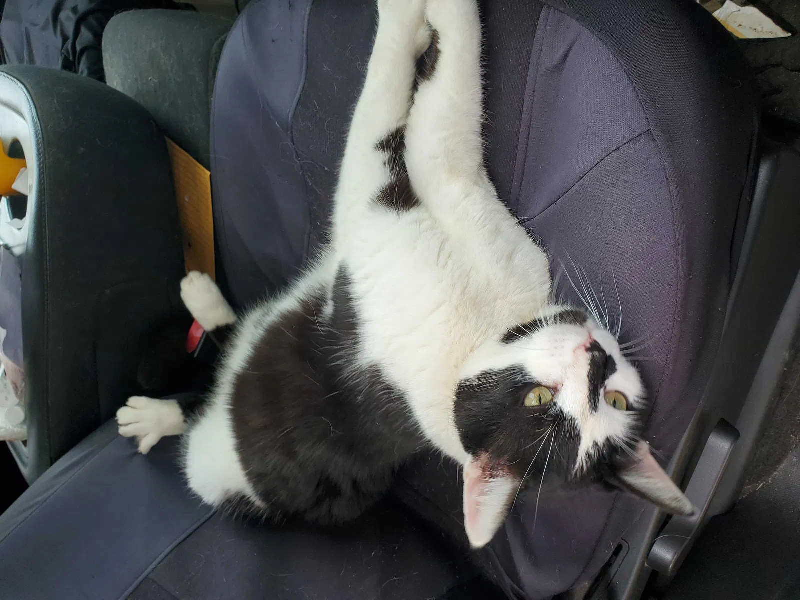 Lost cat in Palmyra, TN, 37142