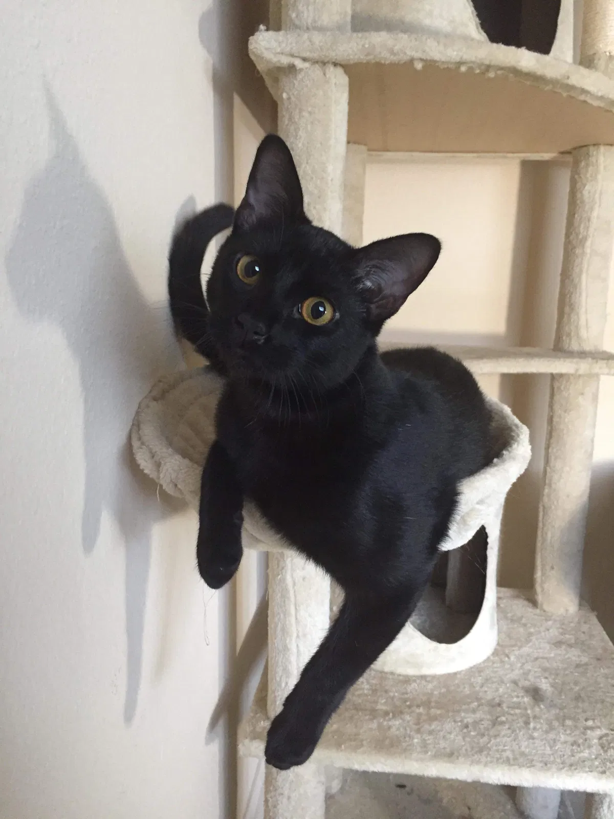 Lost cat in Wilmington, NC, 28412