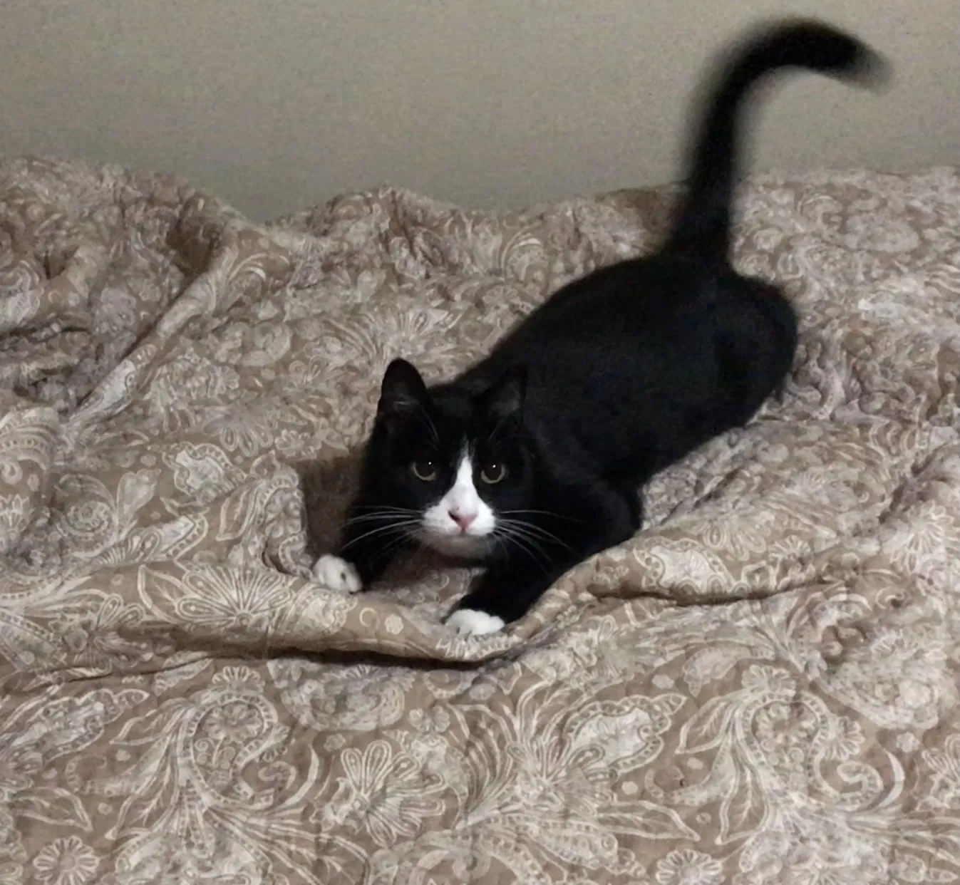 Lost cat in Lubbock, TX, 79413