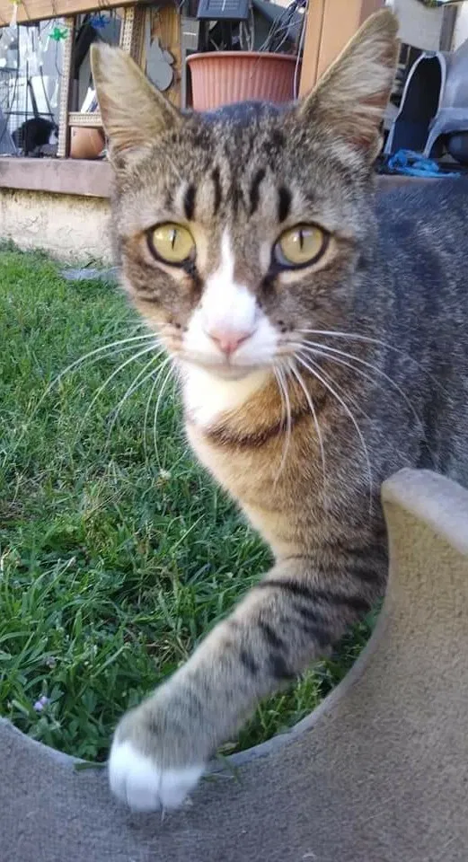 Lost cat in Norwalk, CA, 90650