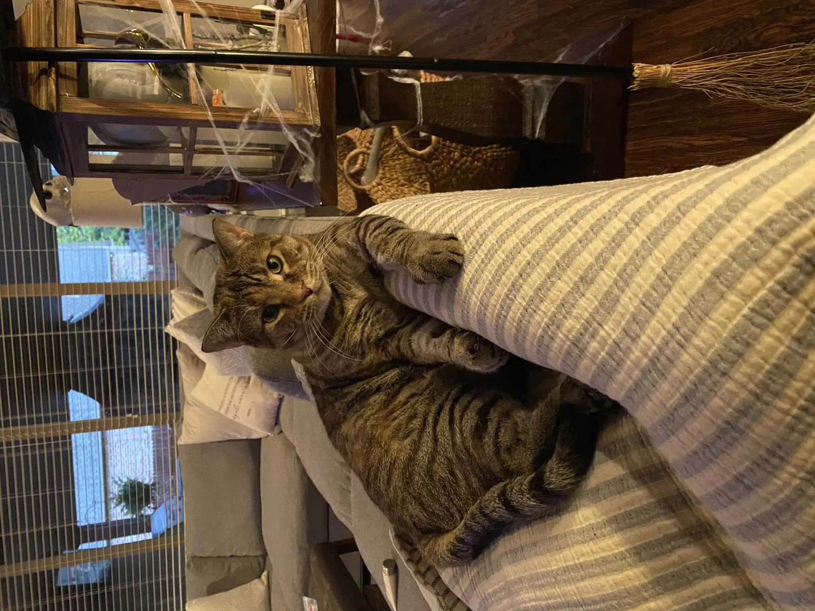 Lost cat in Bixby, OK, 74008