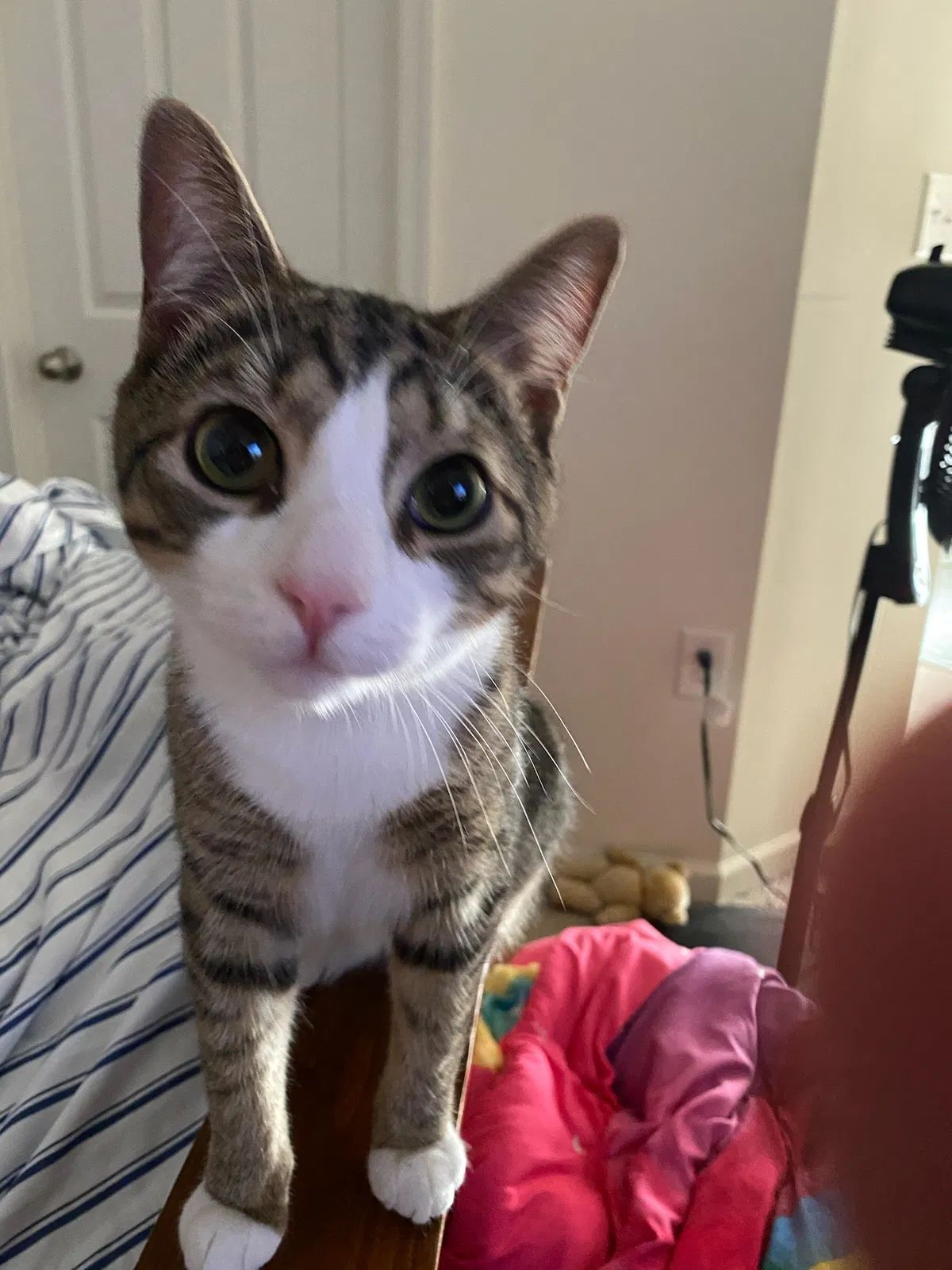 Lost cat in Hedgesville, WV, 25427