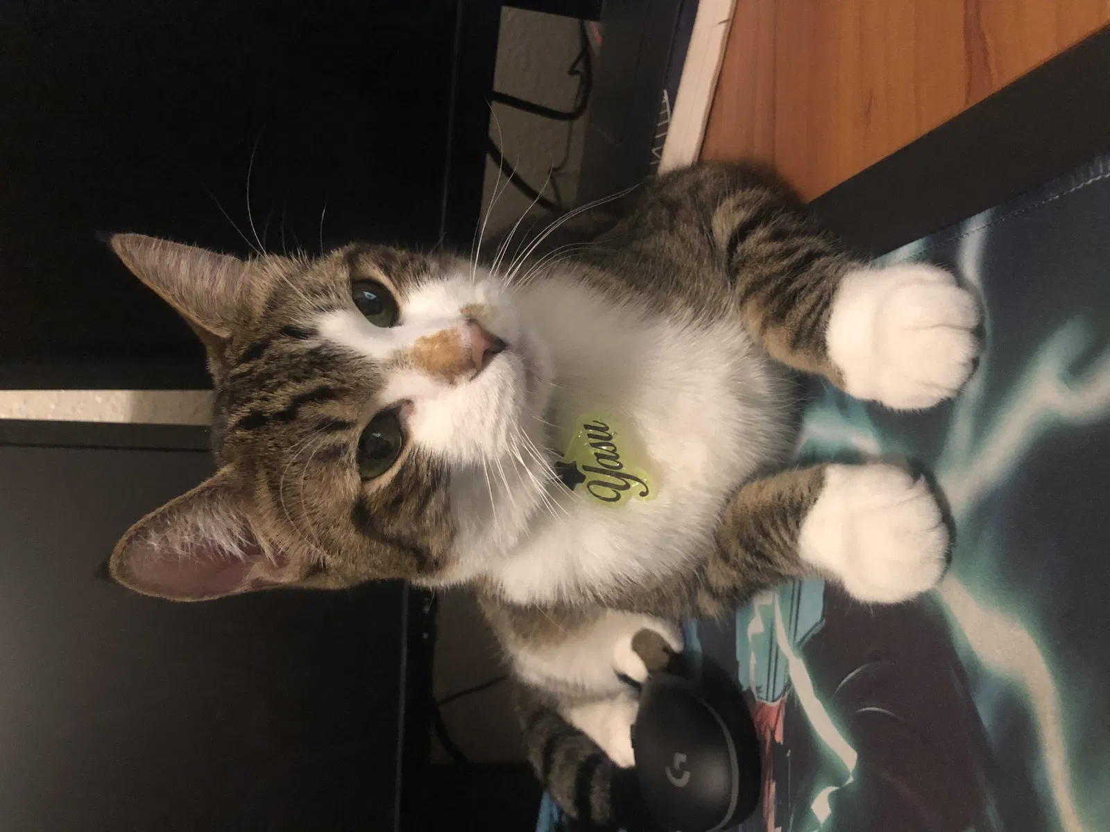 Lost cat in Chico, CA, 95926