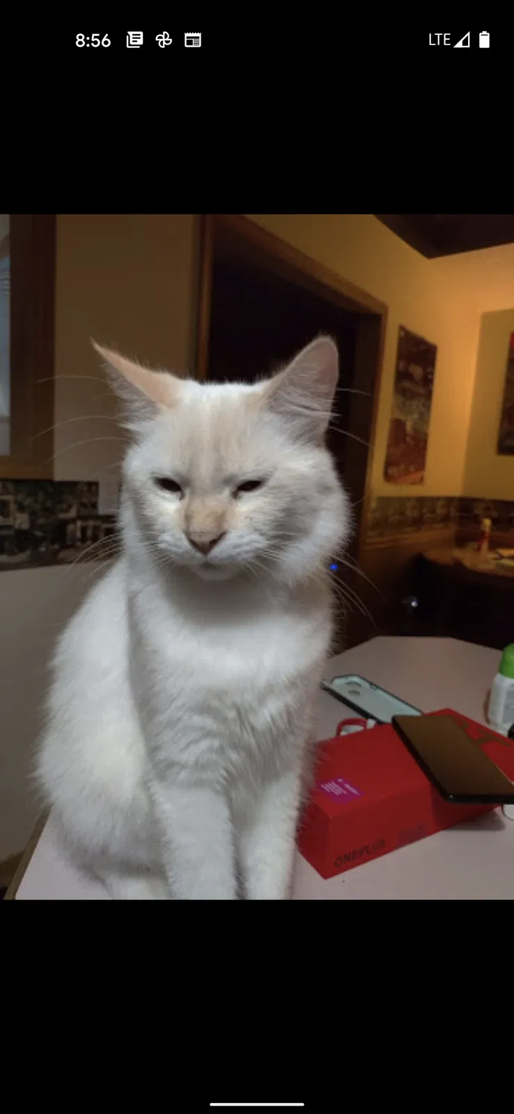 Lost cat in Milton, FL, 32571