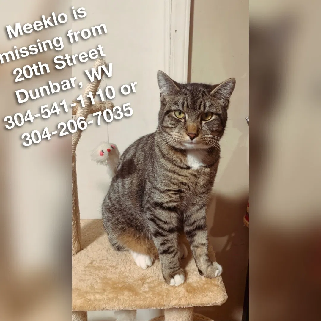 Lost cat in Dunbar, WV, 25064