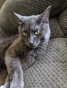 Lost cat in Sioux Falls, SD, 57103