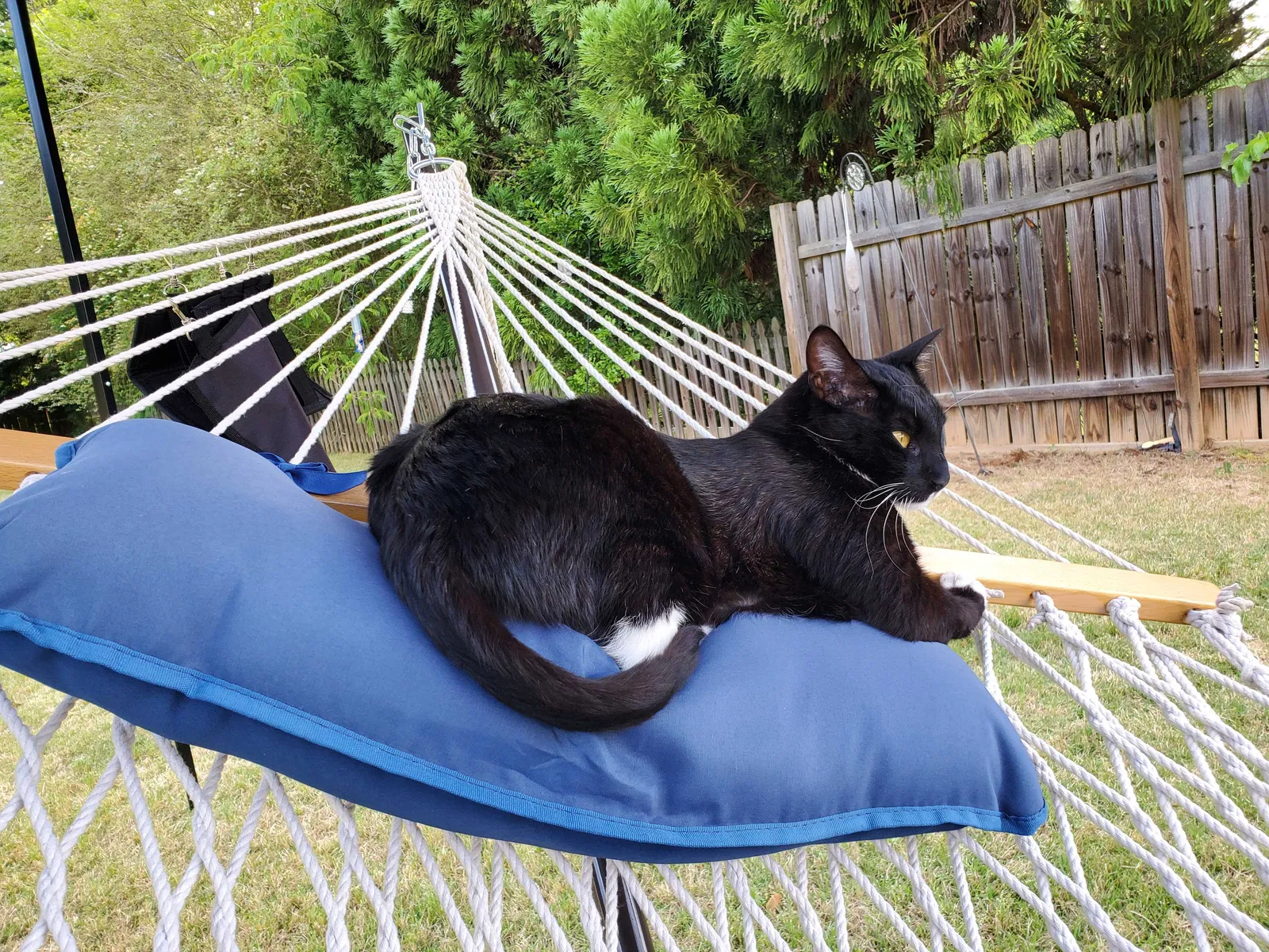 Lost cat in Bethlehem, GA, 30620