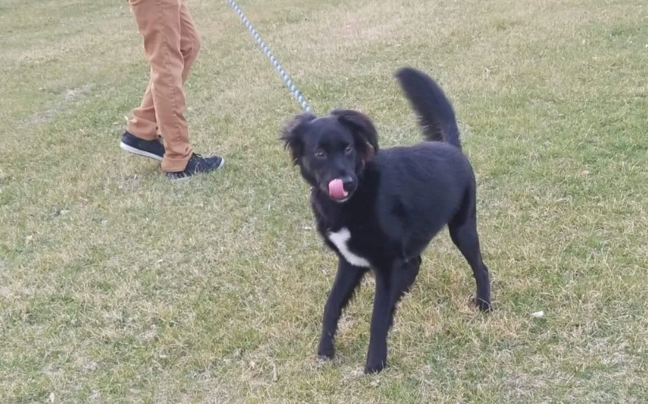 Lost dog in Bath, PA, 18014