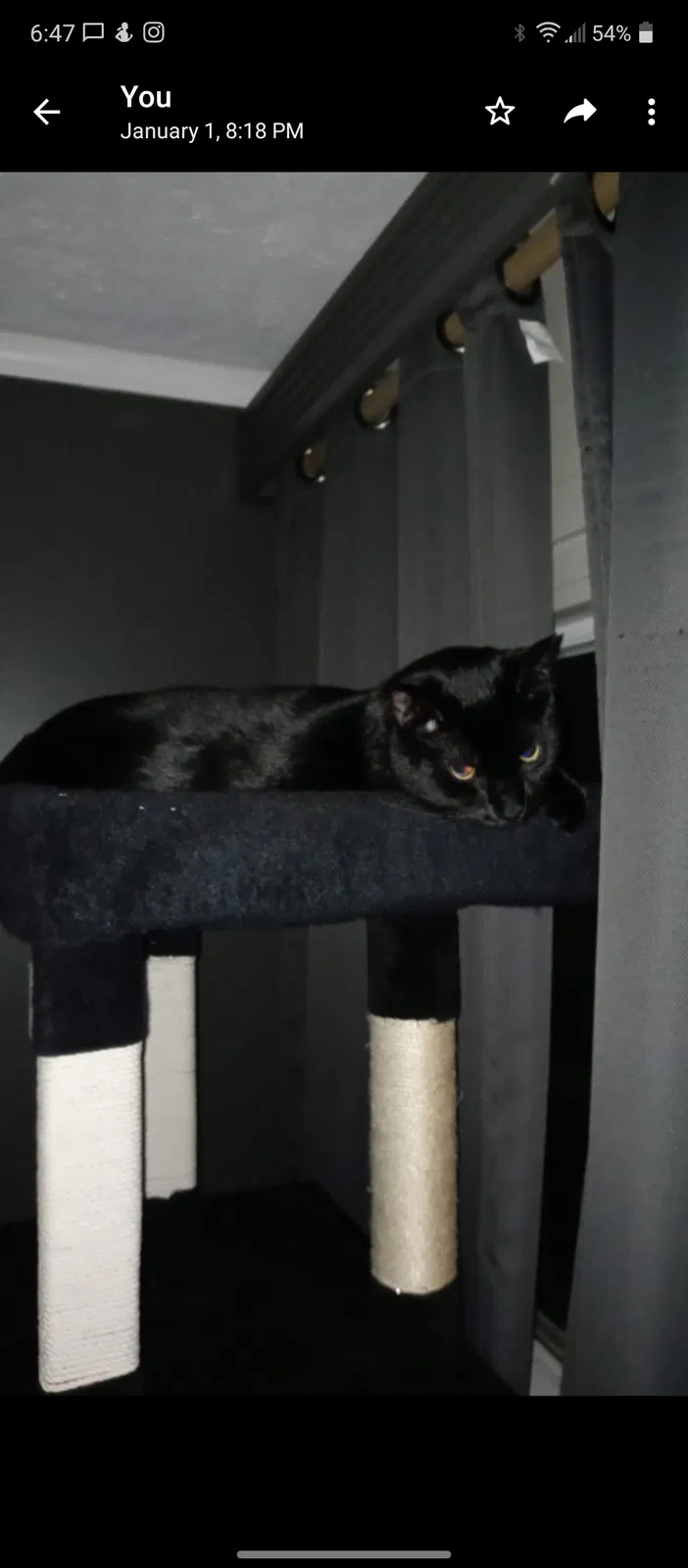 Lost cat in Normal, IL, 61761