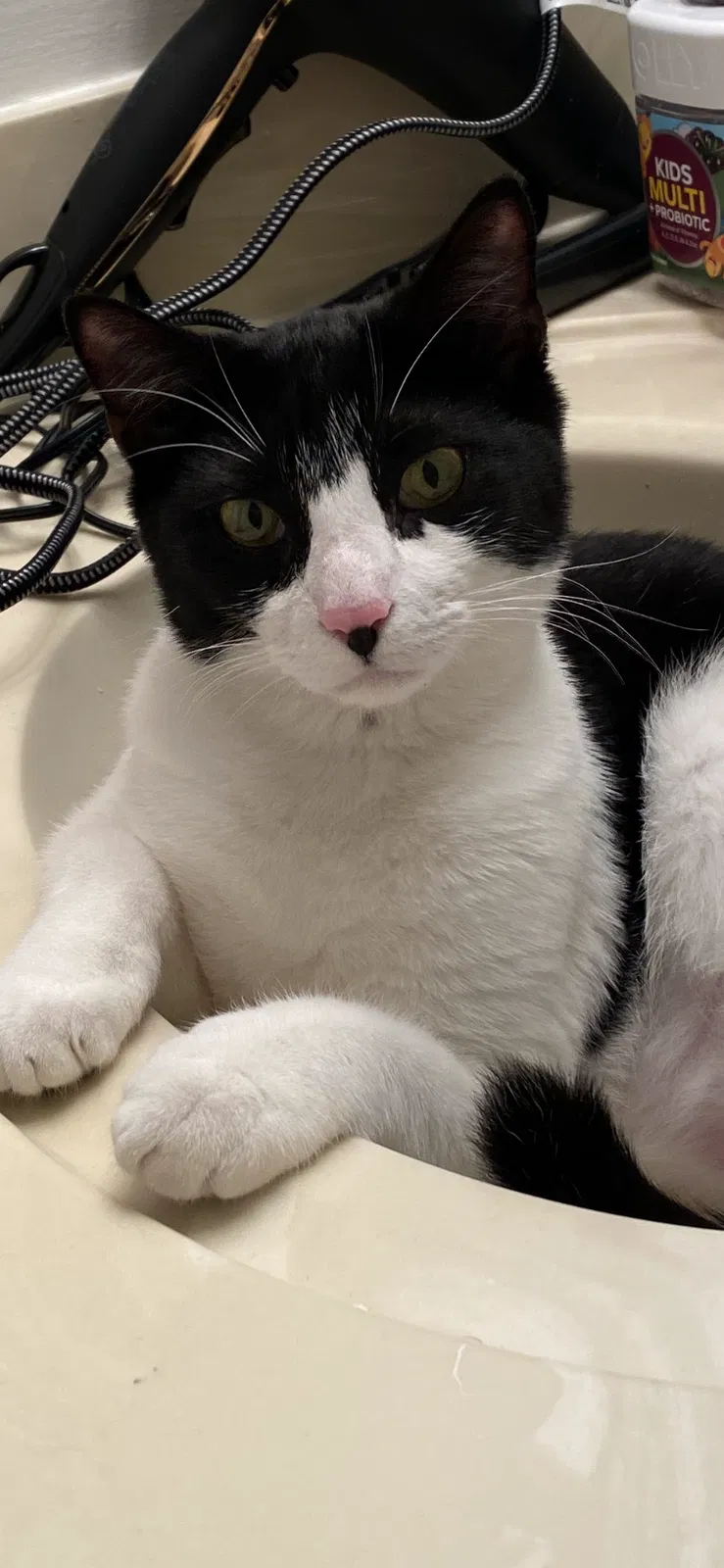 Lost cat in Dacula, GA, 30019