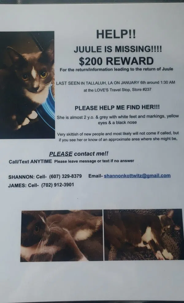 Lost cat in Tallulah, LA, 71282