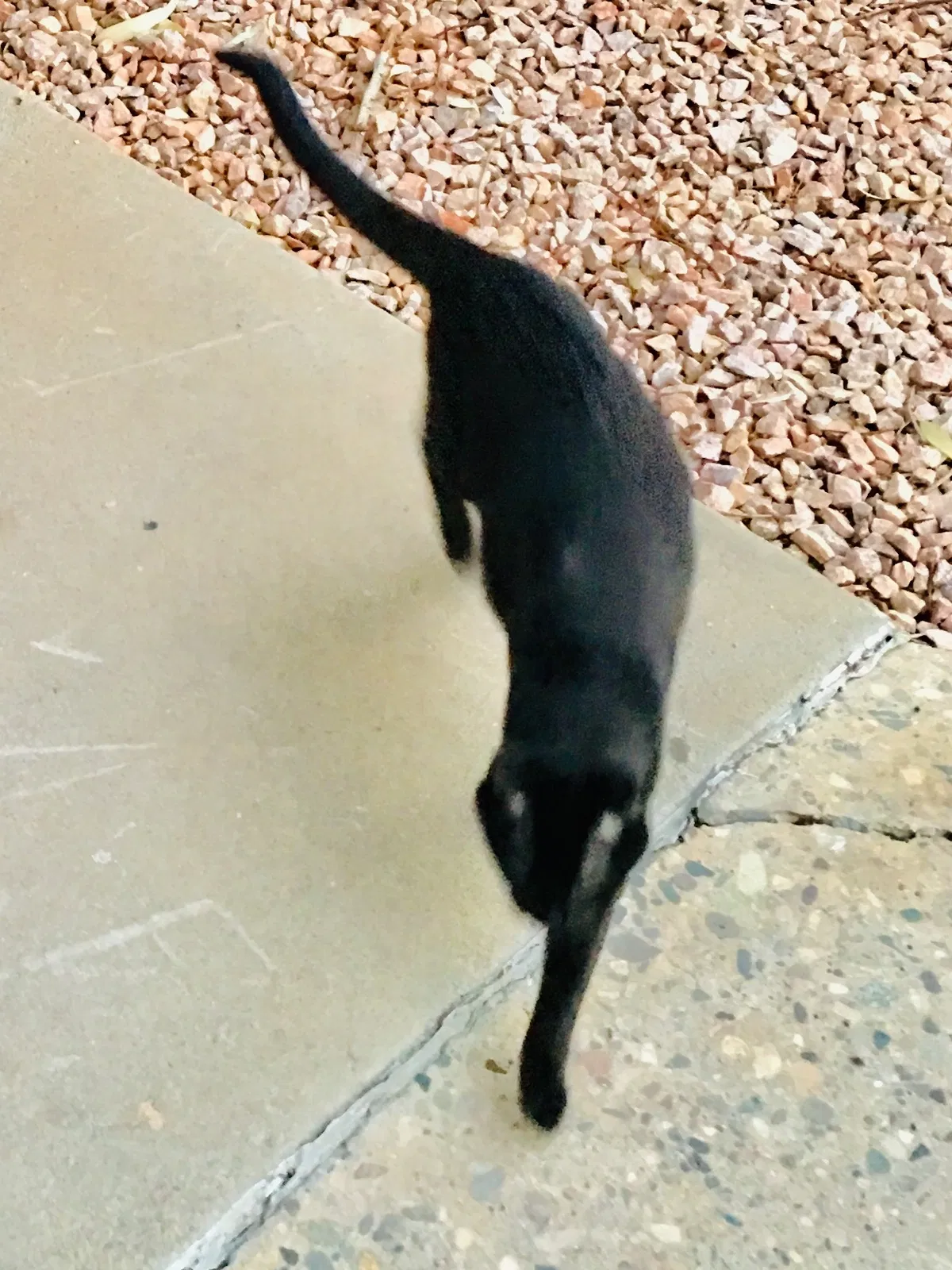Lost cat in Phoenix, AZ, 85029