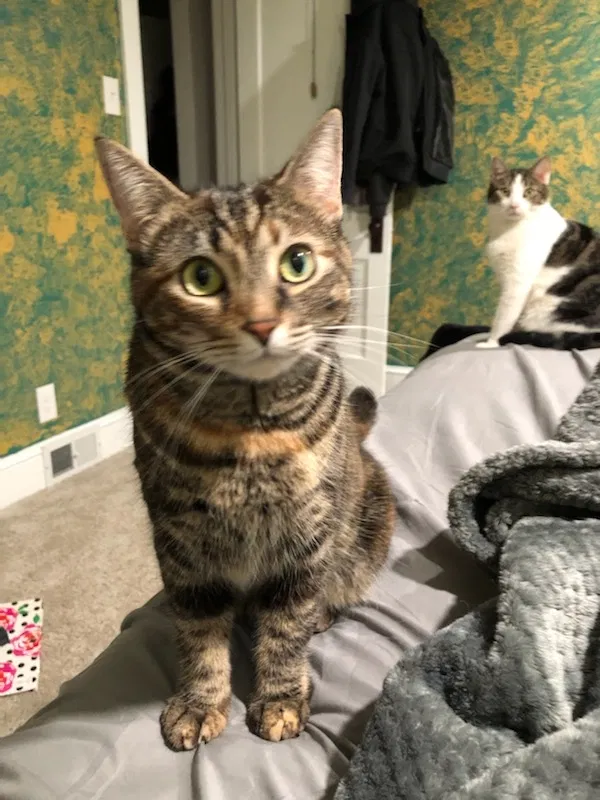 Lost cat in Hagerstown, MD, 21740