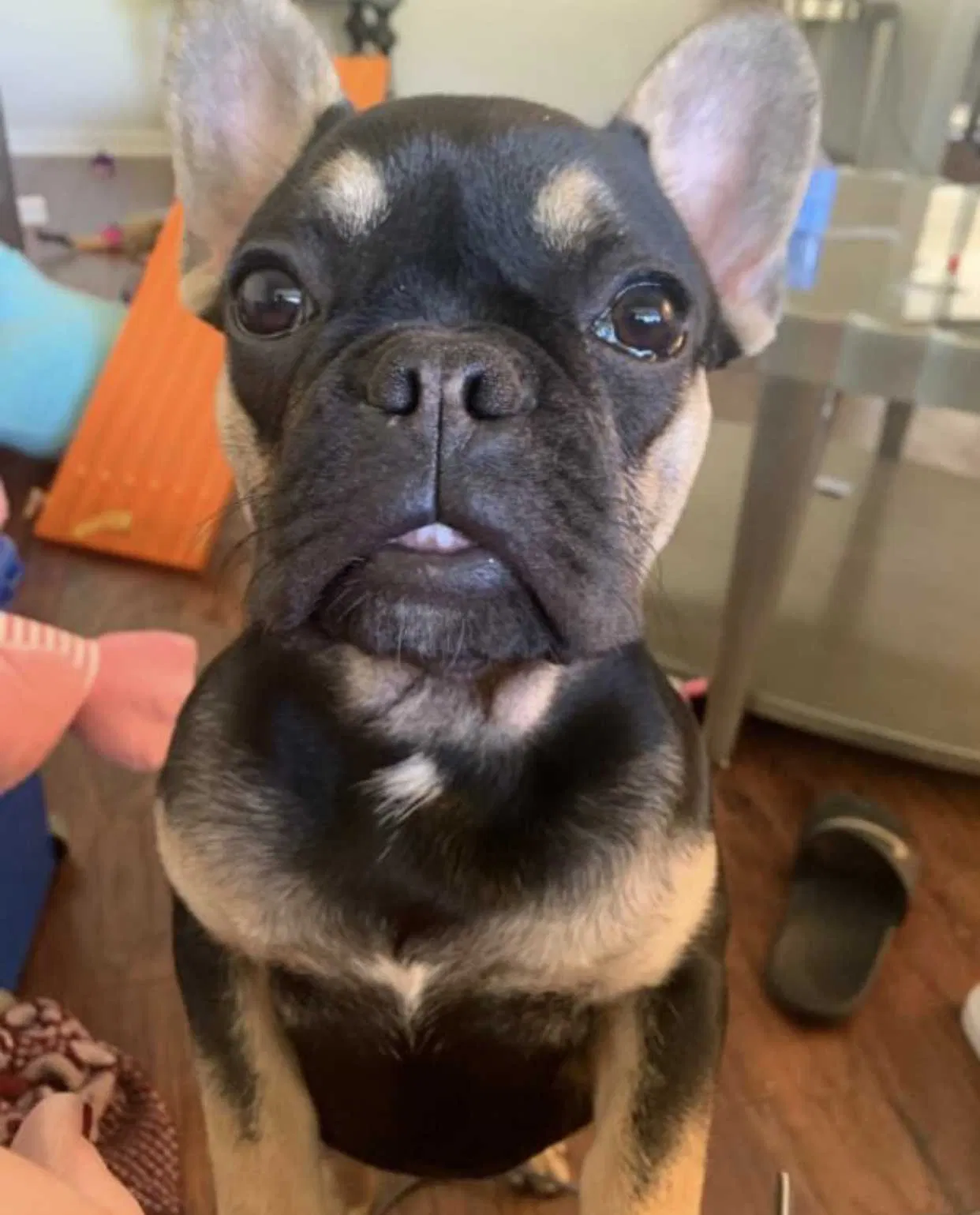 Lost dog in Sanford, FL, 32771