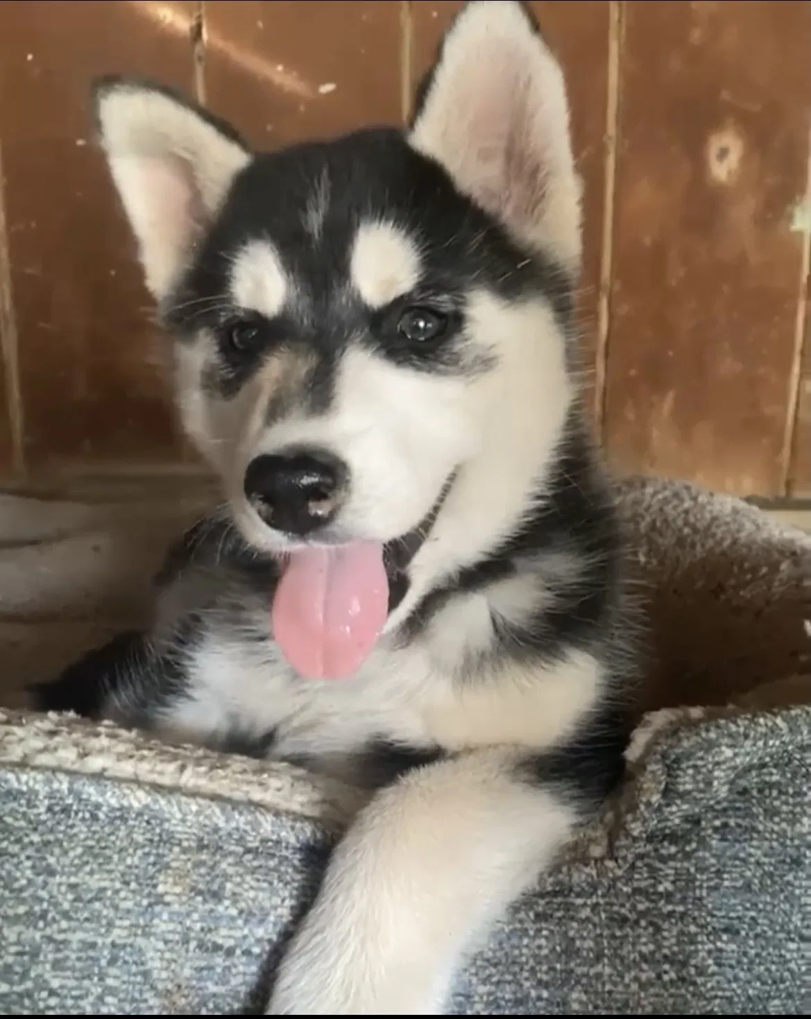 Lost dog in Nuevo, CA, 92567