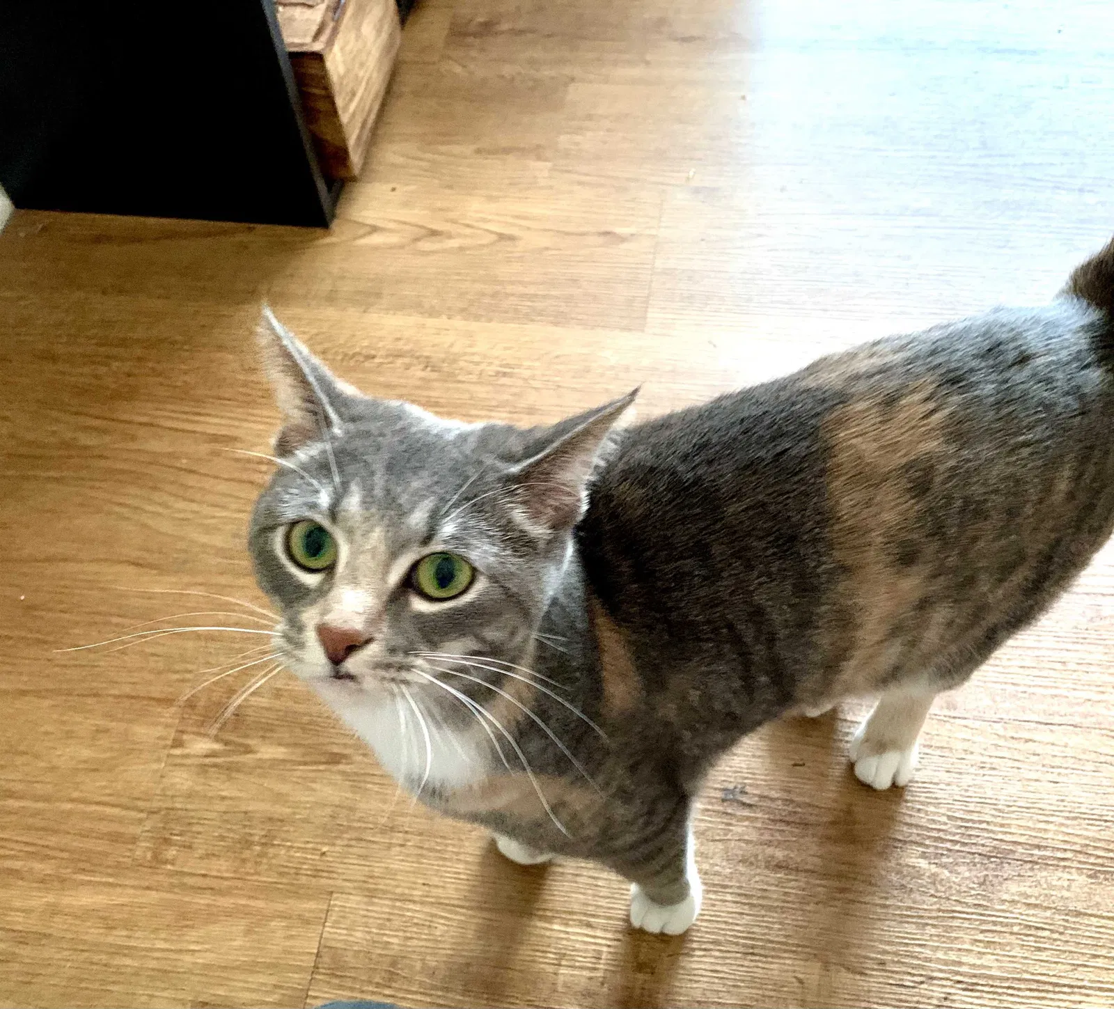 Lost cat in Bloomington, IN, 47403