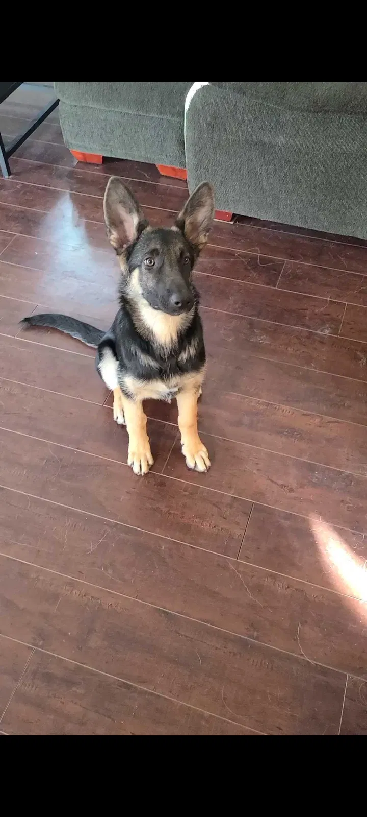 Lost dog in American Canyon, CA, 94503