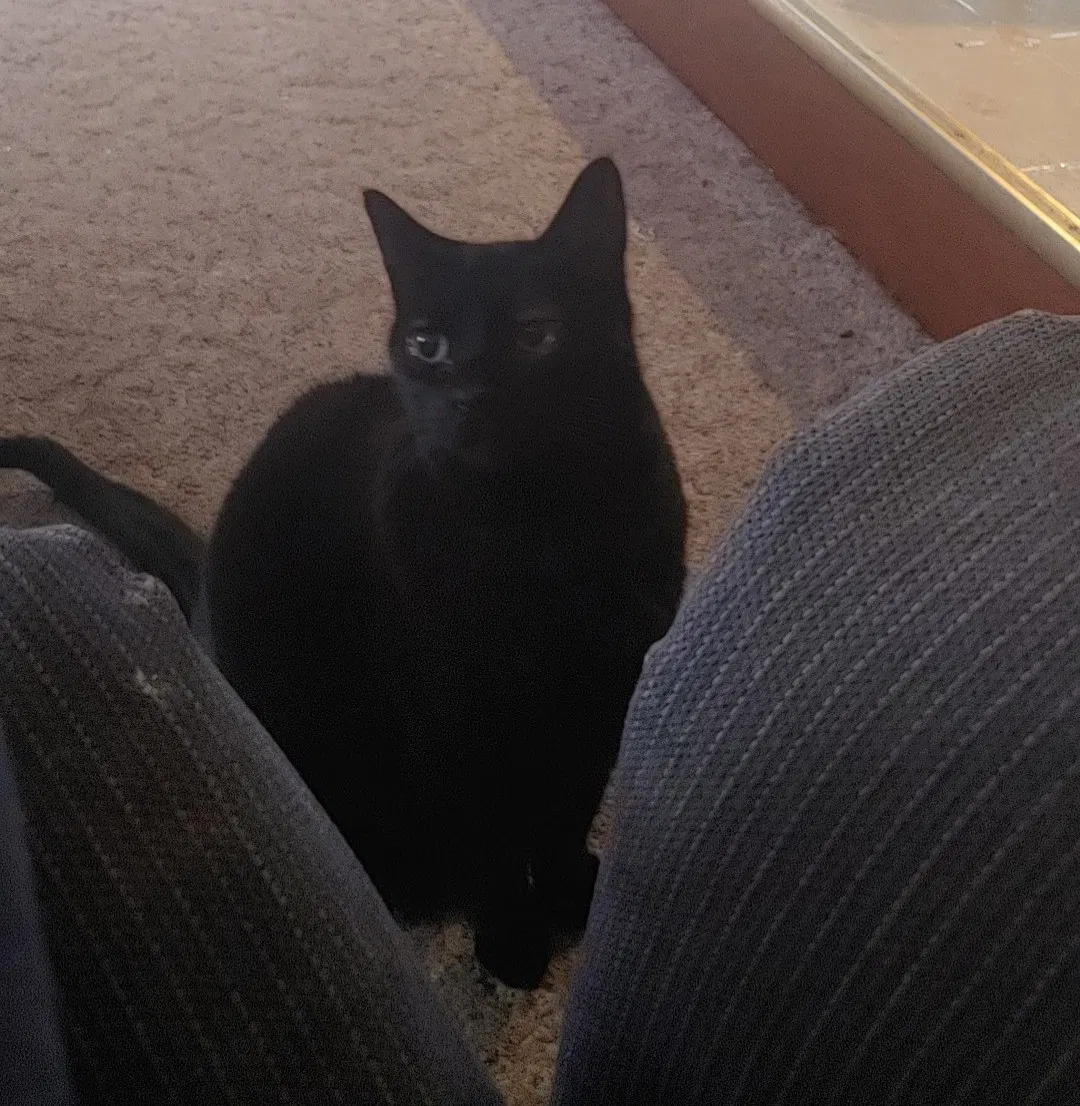 Lost cat in Toledo, OH, 43617