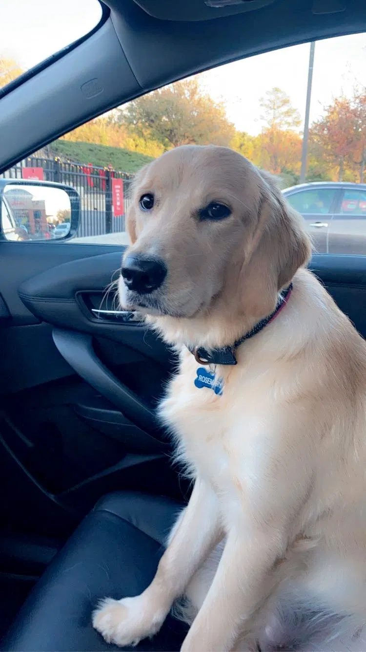 Lost dog in Edgefield, SC, 29824
