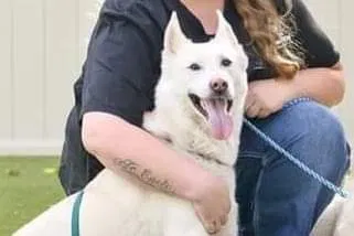 Lost dog in Indianapolis, IN, 46226