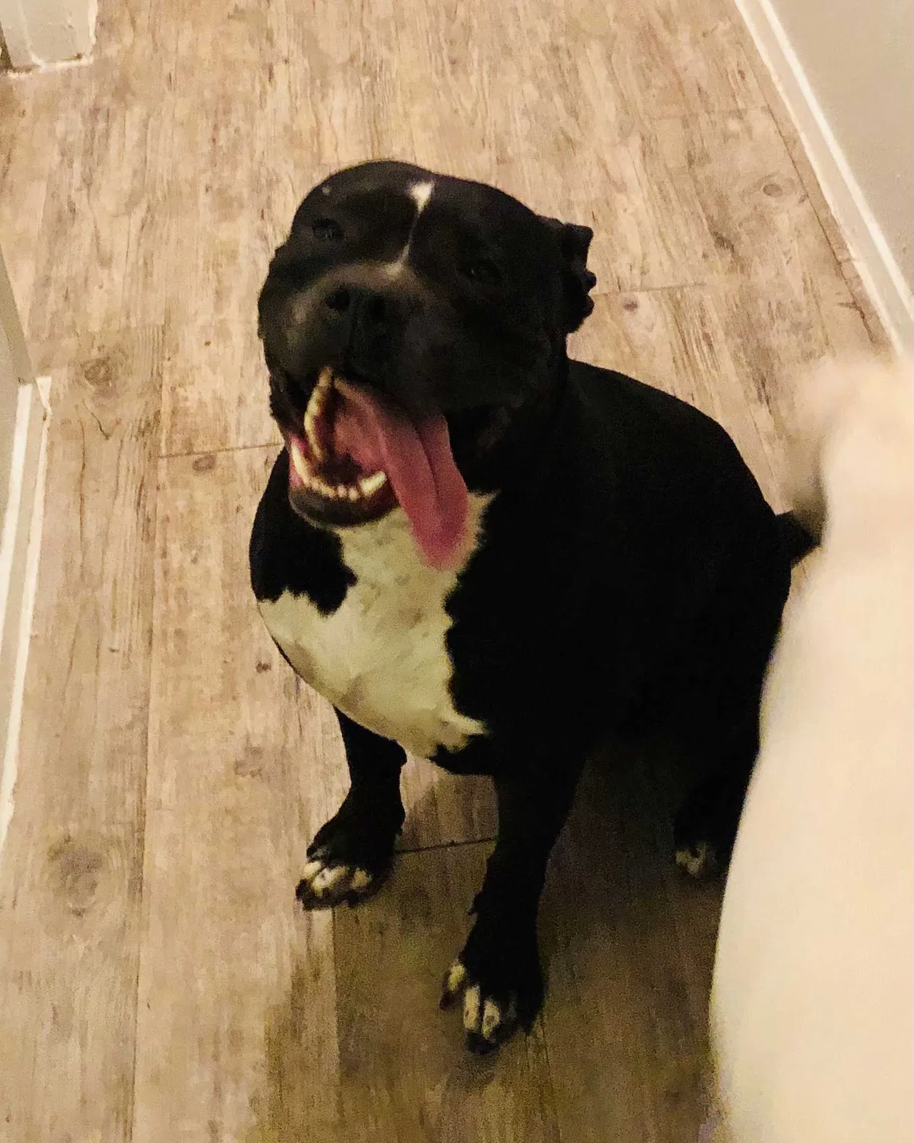Lost dog in Austin, TX, 78750