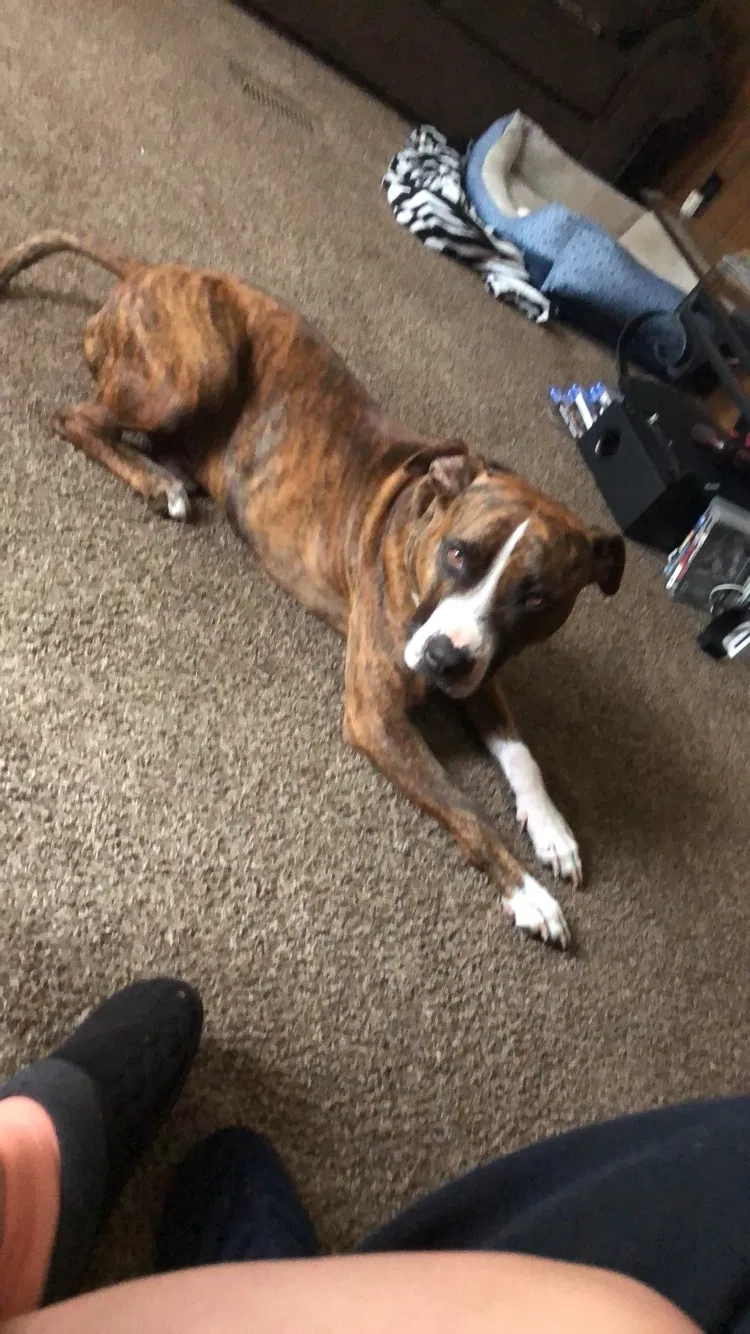 Lost dog in Florence, SC, 29501