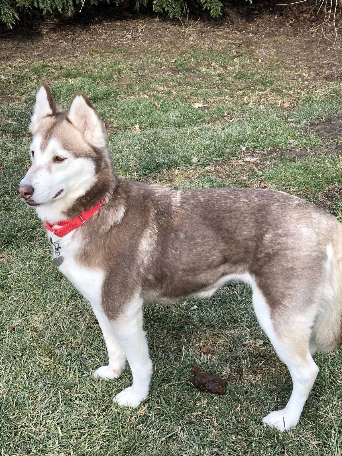 Lost dog in Toledo, OH, 43614