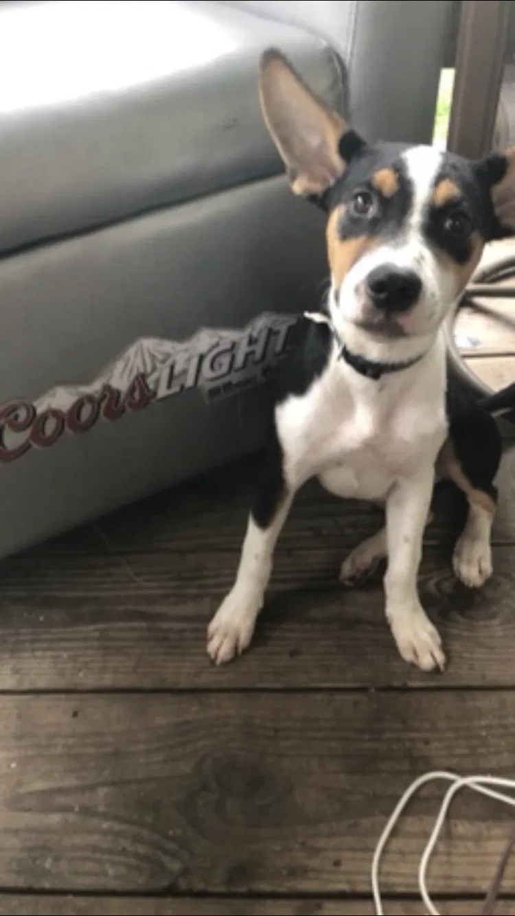 Lost dog in Sumrall, MS, 39482