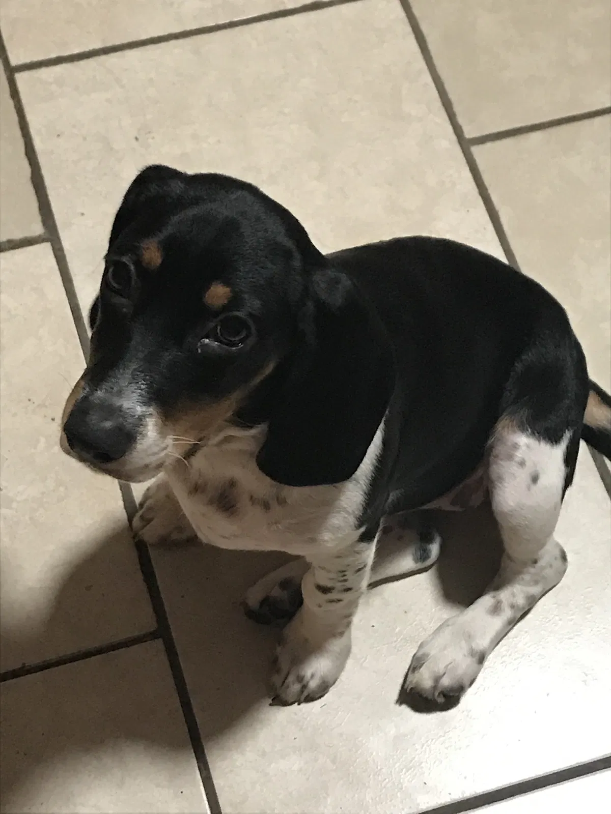 Lost dog in Sumrall, MS, 39482