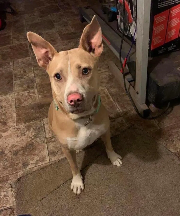 Lost dog in Fort Worth, TX, 76112