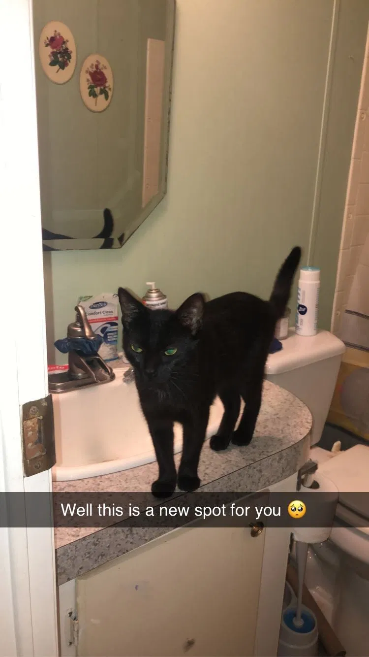Lost cat in Pikeville, NC, 27863