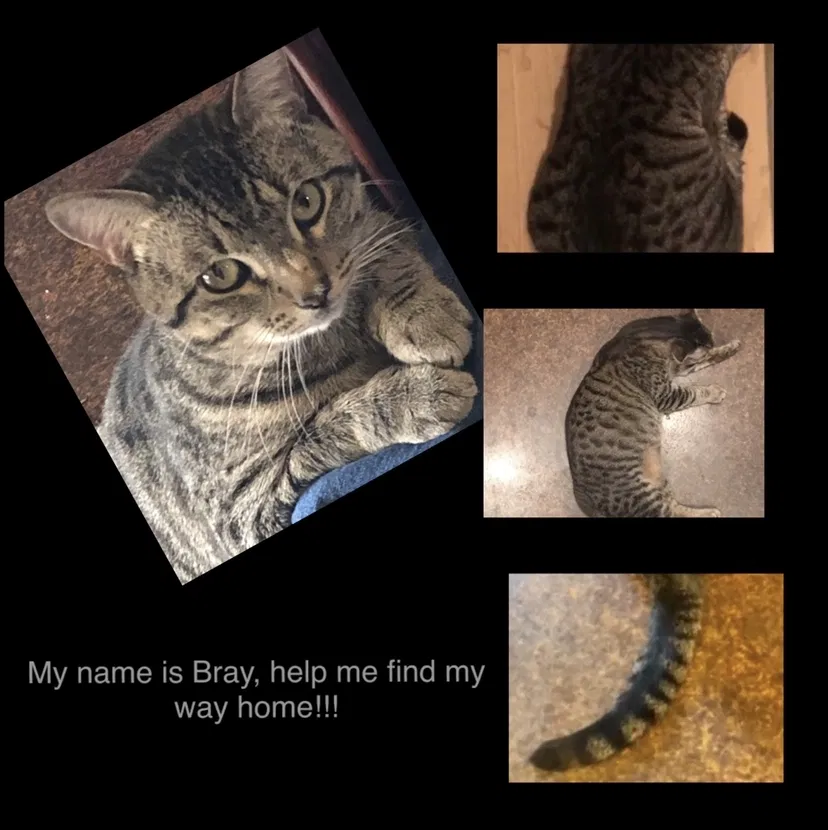 Lost cat in Jonesboro, AR, 72404