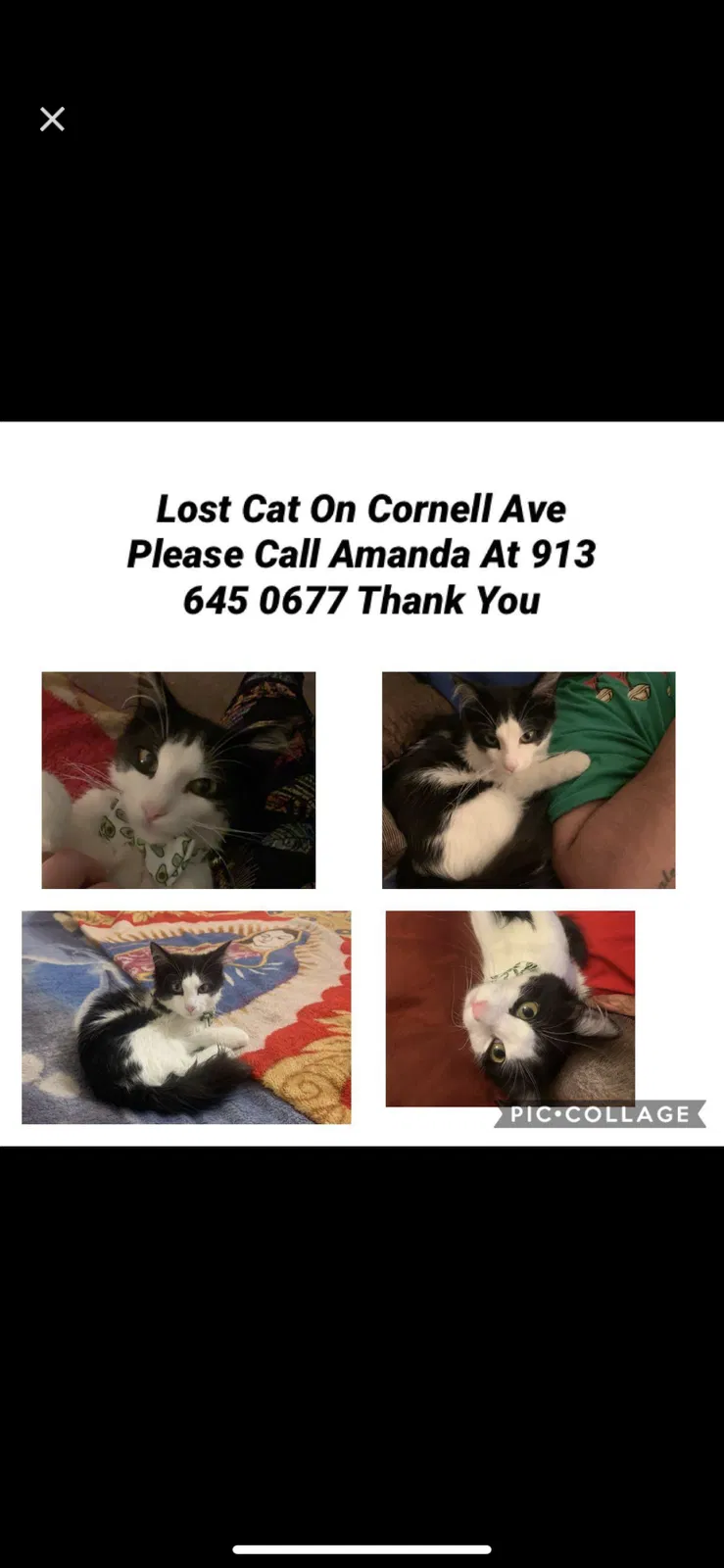 Lost cat in Bonner Springs, KS, 66012