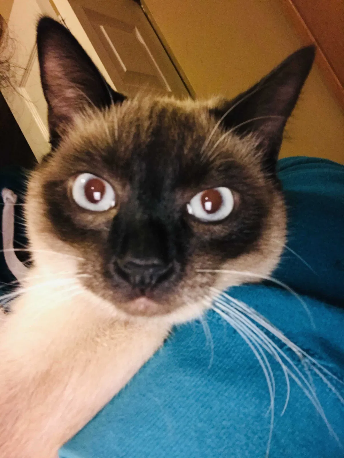 Lost cat in Idaho Falls, ID, 83402