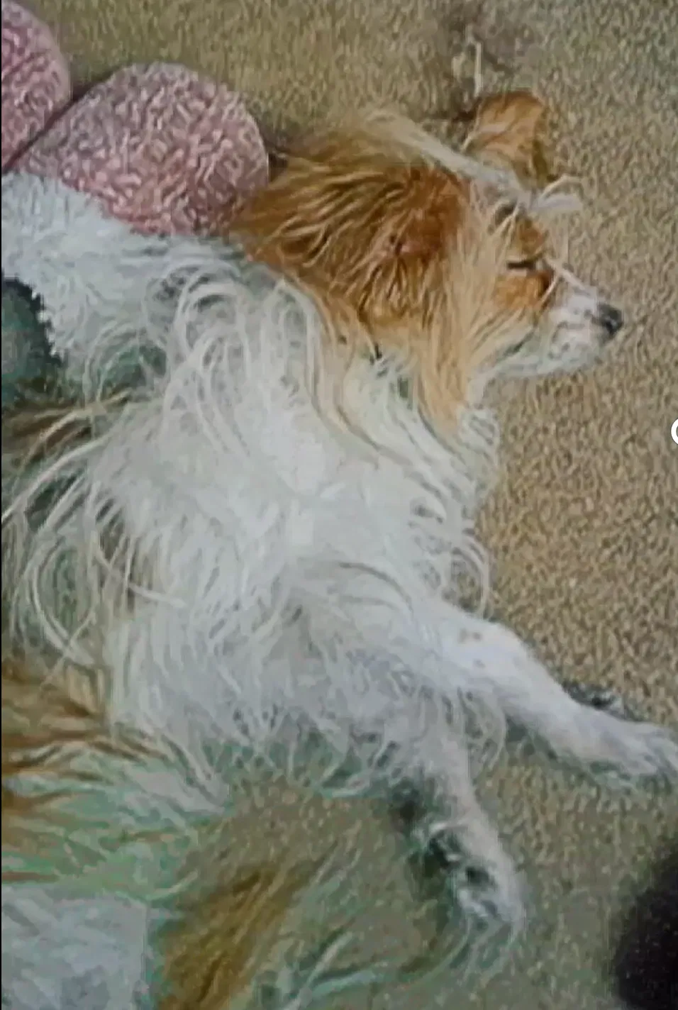 Lost dog in Phoenix, AZ, 85042