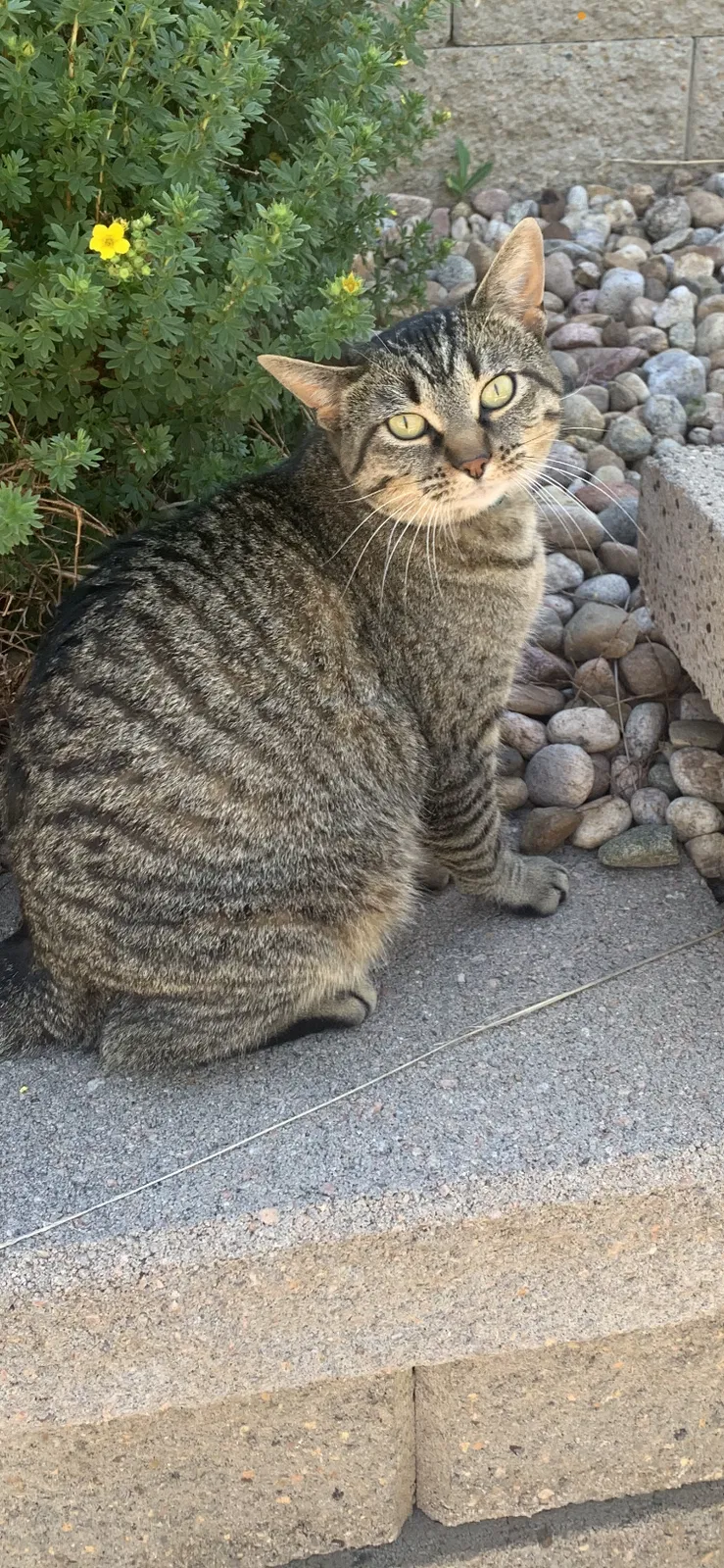 Lost cat in Denver, CO, 80220