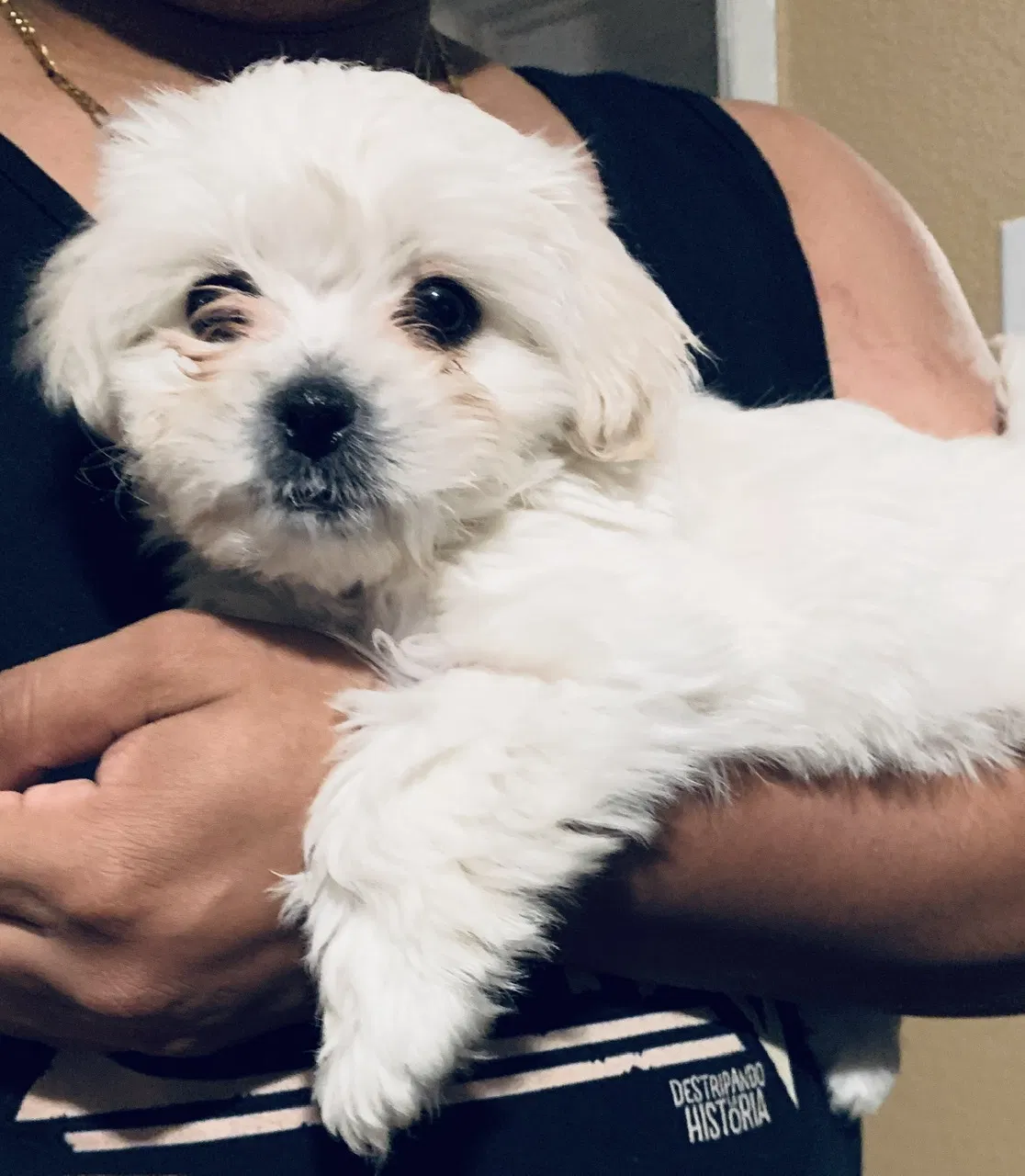 Lost dog in Aurora, CO, 80010