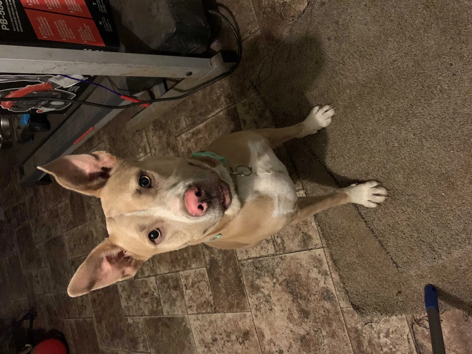 Lost dog in Fort Worth, TX, 76112