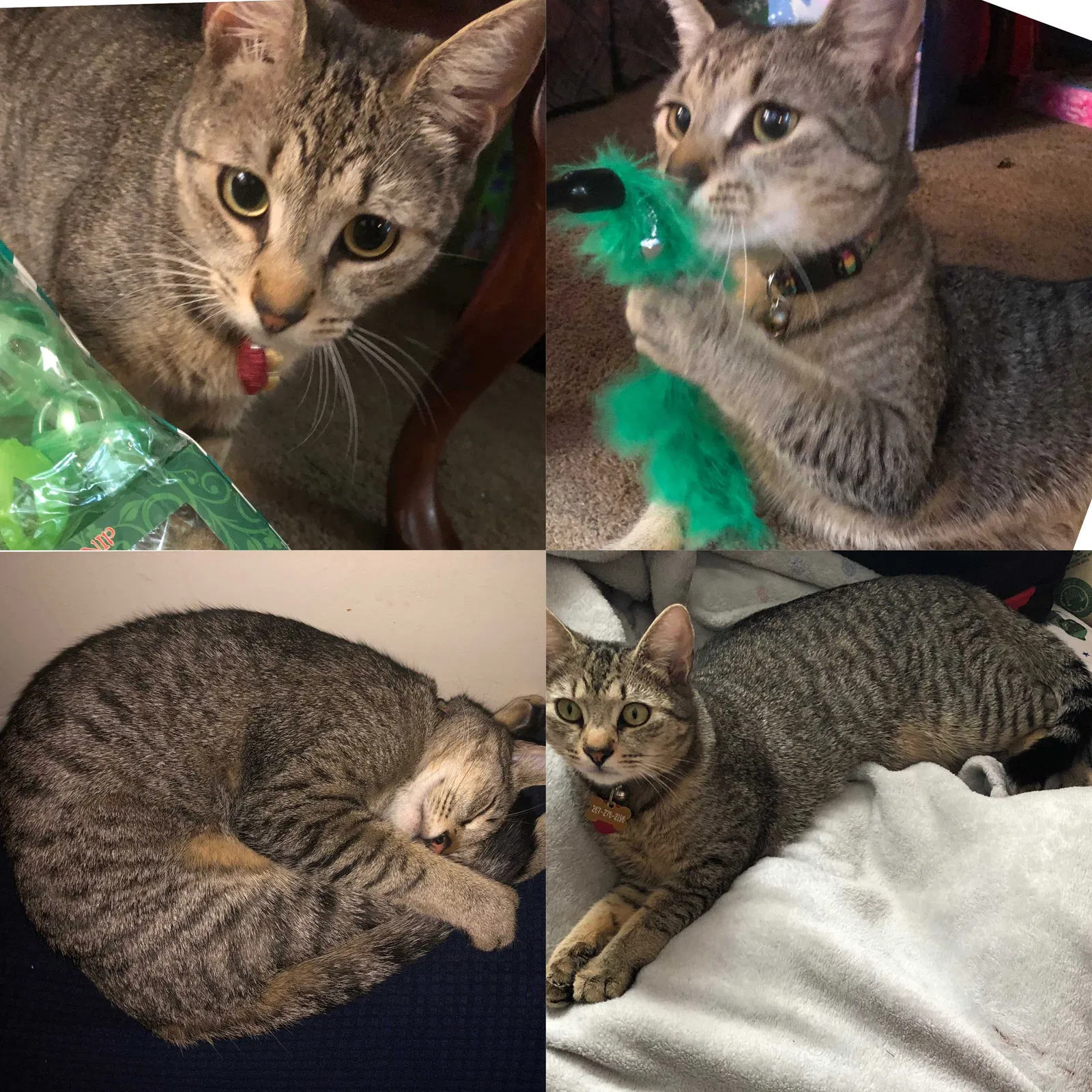 Lost cat in Croydon, PA, 19021