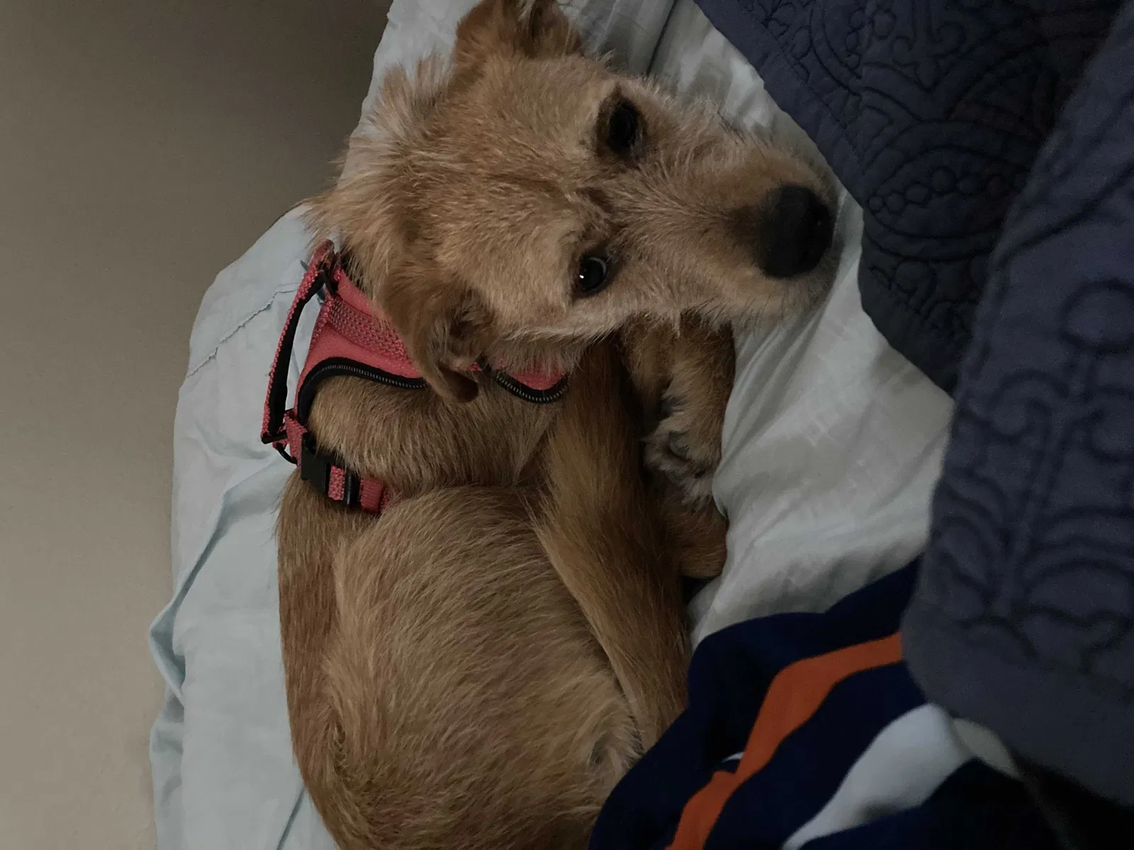 Lost dog in Fort Worth, TX, 76155