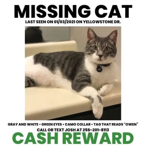 Lost cat in Oxford, AL, 36203